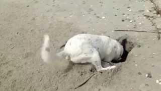 Dog digs for crabs