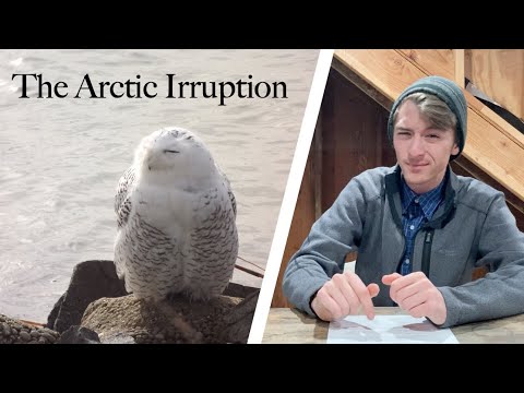 The Arctic Irruption - Nature News Flash