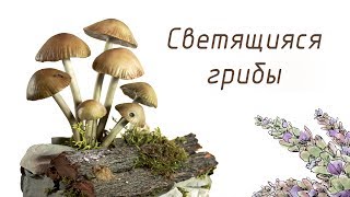 Цветы 98 Цветы 97
