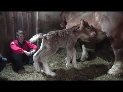 Caii lui Bexa Daniel de la Ciuruleasa, Alba - Noua Membra a Familiei - 2020 Nou!!!