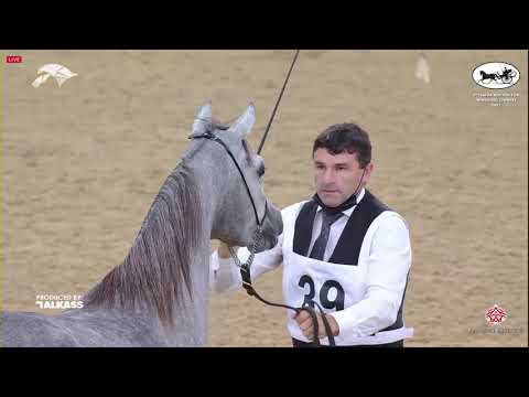 N 39 AYDA UMM ALUDHAM   6th Qatar Nat  Arabian Peninsula HS for individual Owners   Fillies 2 Years