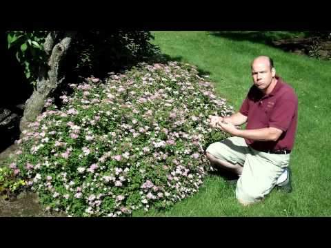 Spiraea japonica 'Little Princess' - Little Princess Japanese Spirea | Summer Flowering Shrub
