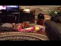 Dog Pillow Thief Watch To The End