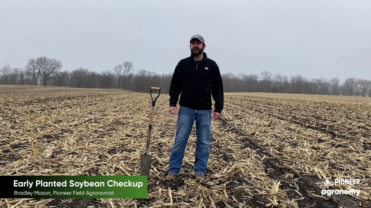 How to Scout Early Planted Soybeans