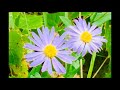 Tu Hi Sagar Hai Tu Hi Kinara I Sankalp I English Translation I Sentimental Melodies By Prana Ashish
