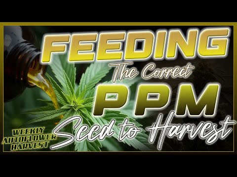 Feeding The Correct PPM From Seed To Harvest