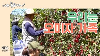 [나는농부다 216회]  홍천 오미자 농부 가족을 소개합니다