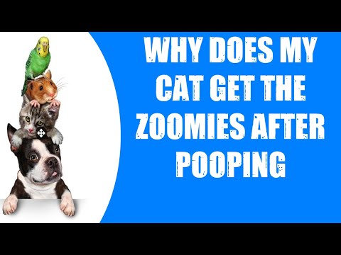 WHY DOES MY CAT GET THE  ZOOMIES  AFTER POOPING