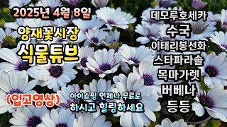 벚꽃이 예쁜 오늘은 또 어떤 식물들이 입고 되었는지 시청 하시면서 힐링타임 되세요~  #양재꽃시장 #식물튜브…