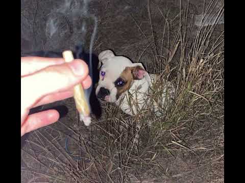 Roma city Gotham freestyle (prod 614ase)