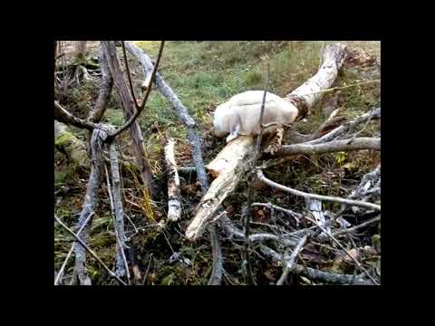 Cat mounting a number of trees+ bonus clip