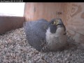 Astrid Gets Upset In The Nest Box