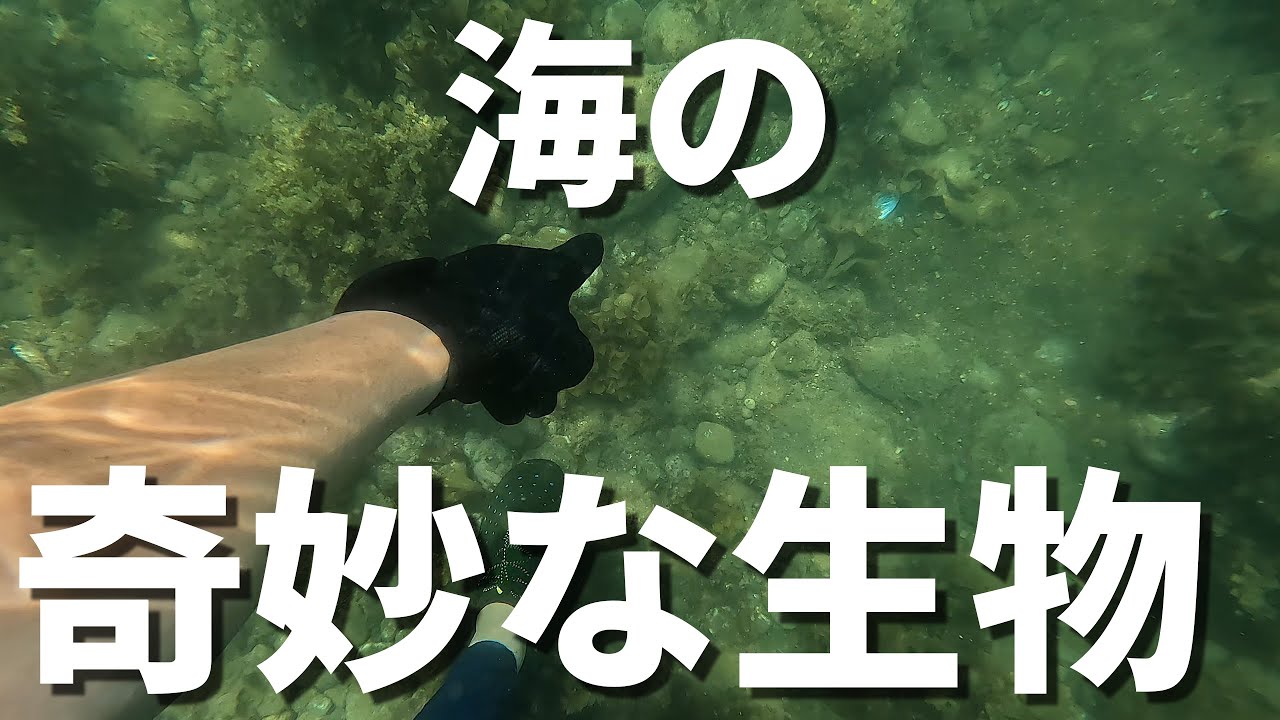 【マガキ貝】太い腕、するどい爪、飛び出た目玉を持つ奇妙な貝を探してみる【珍生物】