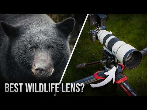 Your Dream WILDLIFE Lens!? Sony 200-600mm on Black Bears!