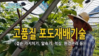 고품질 포도재배기술 가지치기 알솎기 적심 / 포도알도 커지고 맛도 좋아지는 방법