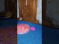 Orbeez Balloon Balloon Craft Diy Music Orbeez Song