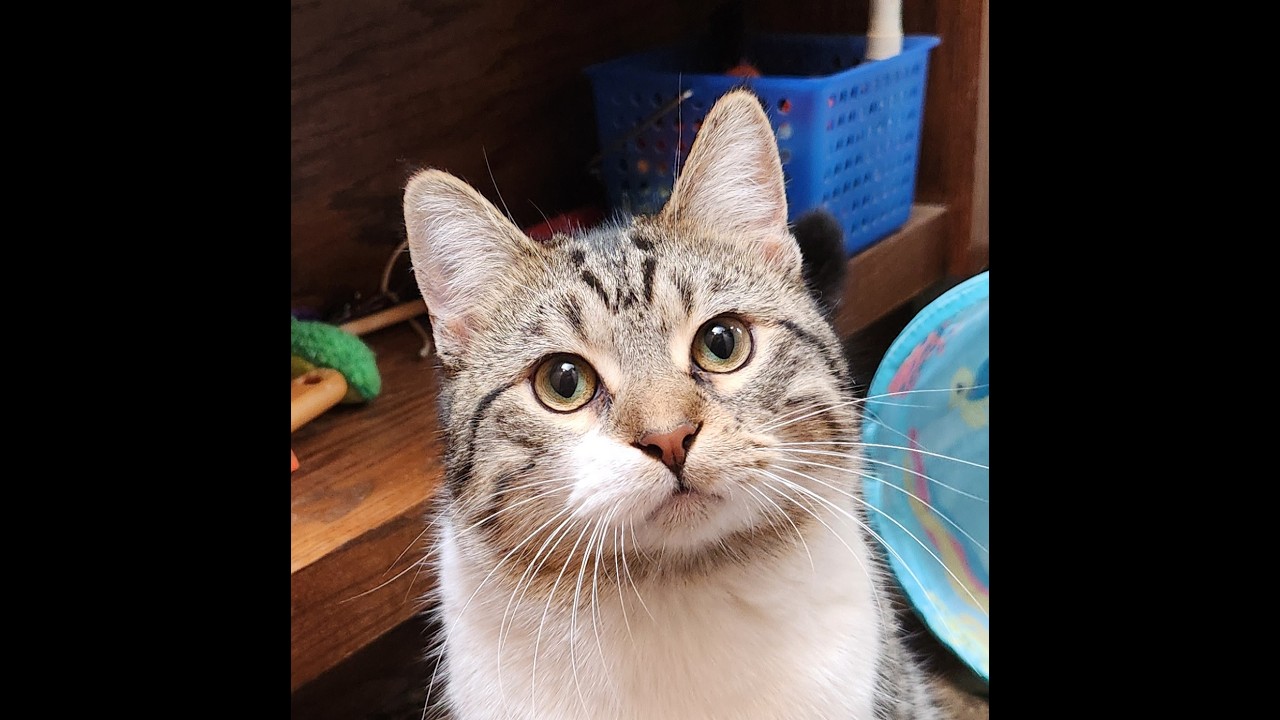 Warrior, a ADOPTABLE Domestic Short Hair in Oklahoma City, OK video 5/5