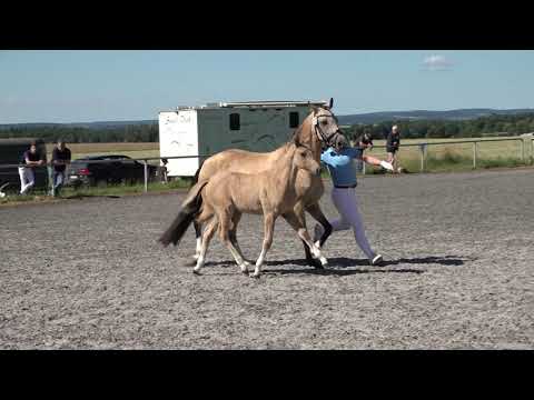 30 DIPSY - Dt. Reitpony SF v. Dating AT-The Breas My Mobility - Fohlenauktion Riedlingen 2020