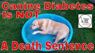 Feeding A Senior Diabetic Dog On A Budget ~ Canine Diabetes IS NOT a Death Sentence!