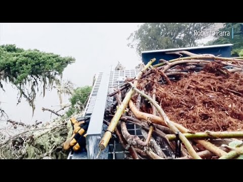 See osprey eye view of treetop nest