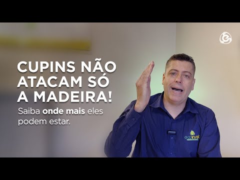 Cupins Não Atacam Só a Madeira! Saiba Onde Mais Eles Podem Estar.