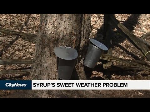 download lagu mp3 mp4 Maple Syrup Temperature, download lagu Maple Syrup Temperature gratis, unduh video klip Maple Syrup Temperature