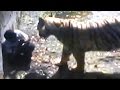Raw Footage Mar Gaya Onlooker S Chilling Remarks As Tiger Mauls Youth In Delhi Zoo