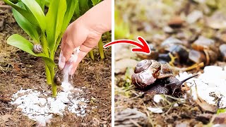 Simple Ways to Get Rid Of Pests And Grow Plants