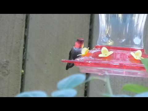 Anna's x Rufous Hummingbird Hybrid