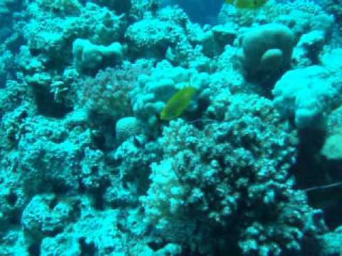 Red sea Osama and Omar Birthday 1 Aug 2014 Hurghada .