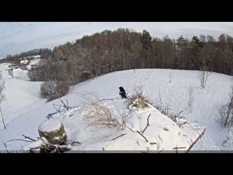 2016/11/12 10411m  Stārķa ligzda a magpie visited the nest