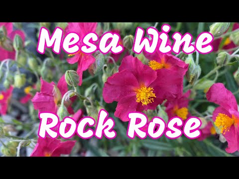Helianthemum "Mesa Wine" - Rock Rose