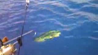 preview picture of video 'Sea Fishing Punta Cana.... mahi mahi'