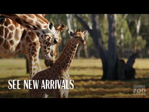 Taronga Western Plains Zoo, Dubbo