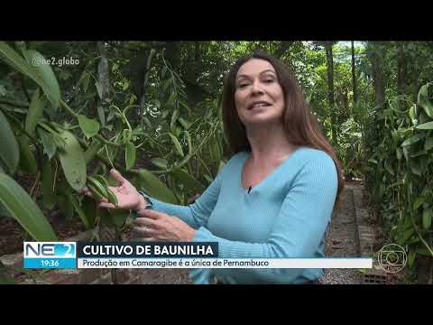 AGRICULTOR CULTIVA BAUNILHAS BRASILEIRAS EM CAMARAGIBE PERNAMBUCO REPORTAGEM REDE GLOBO