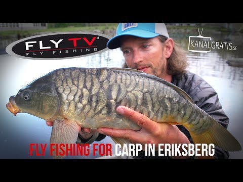 FLY TV - Fly Fishing Carp in Eriksberg