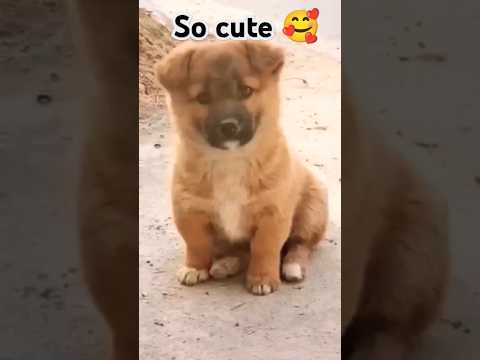 So cute puppy 😍🥰