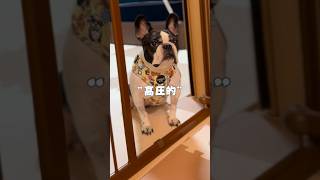 高圧的なフレブル