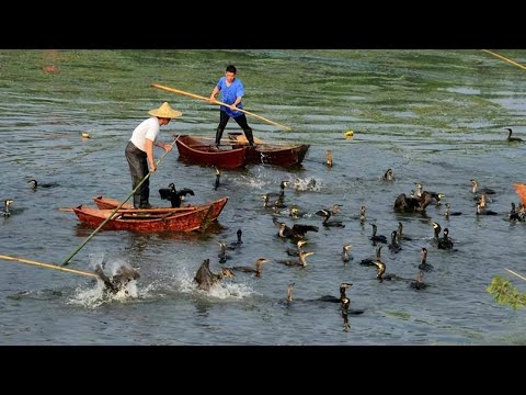 Fishing With Birds In China | Cormorant Fishing