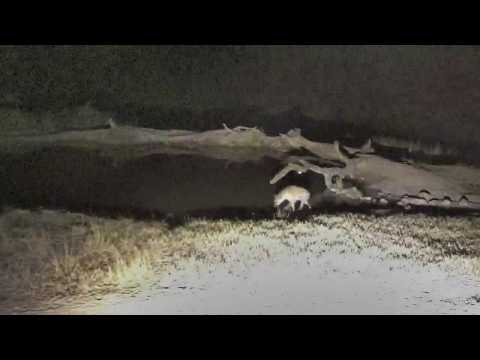 Djuma: Lone Hyena - 20:04 - 07/07/18