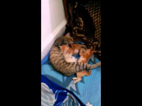 It's a cats world:- Chiku, chunnu and munnu