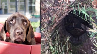 This Family’s Dog Suddenly Went Missing One Day. Then Four Desperate Weeks Later, A Miracle Happened