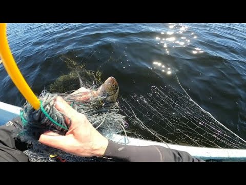 Verkkokalastusta Kitkajärvellä. Osa 16 - etsimisen iloa, löytämisen riemua ja nyt myös siikaa.