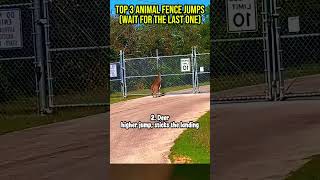 Top 3 Animal Fence Jumps (Wait for the Last One)
