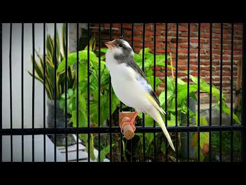 This Belgian Canary Sings Beautifully‼️Your Canary Will Sing Quickly🐦