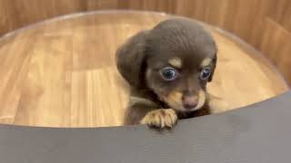 ハーフ犬の動画01