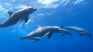 Dolphin House • Hurghada ✨
