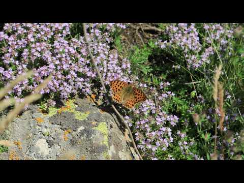 Pădurea Valea Fagilor - Munții Macinului #1