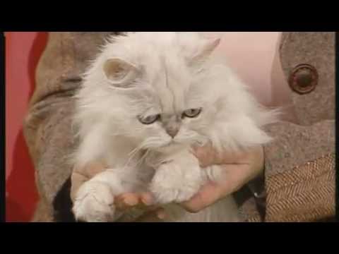 Le Diabete Gatto Insufficienza Renale 1 Unità Di Insulina Per 1 Eh