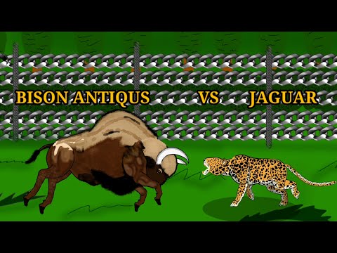 Prehistoric animals vs modern big cats bison antiqus vs Jaguar animation—all animation